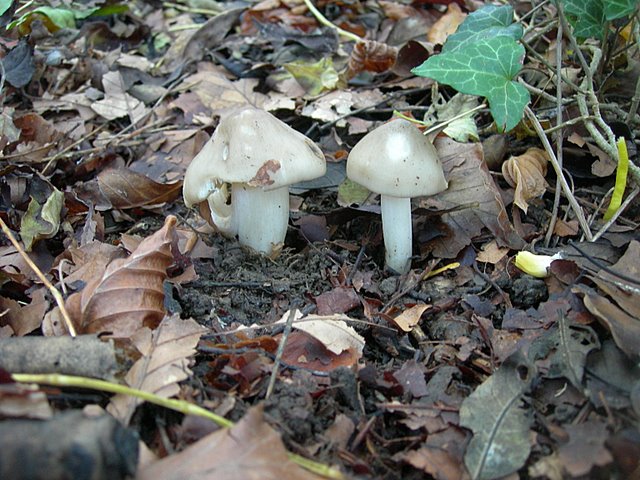 Hygrocybe  fornicata  (Fr.)   Singer